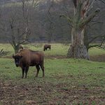 Białowieża. Żubr zaatakował turystę