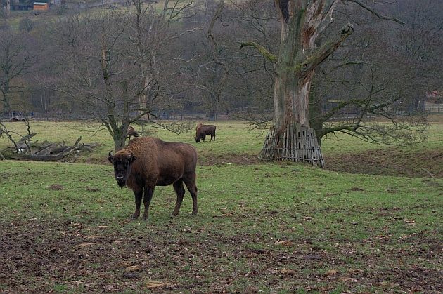 Białowieża. Żubr zaatakował turystę