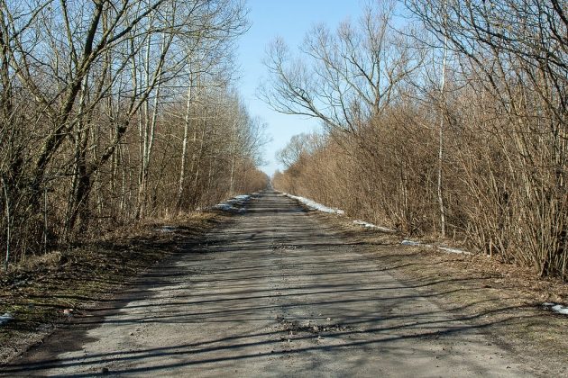 Carska droga - będzie wycinka 200 drzew. Jest decyzja starostwa 