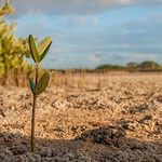 Leśnicy będą rozdawali sadzonki. M.in. przy Lipowej