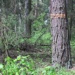 Nie śmieć! Akcja sprzątania Lasu Turczyńskiego i piknik ekologiczny