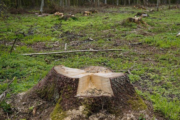 Drzewo za drzewo, krzew za krzew? Bilans białostockich wycinek i nasadzeń