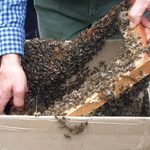 30 tys. pszczół zostało zasiedlonych. Kłód bartna znajduje się w Lesie Zwierzynieckim