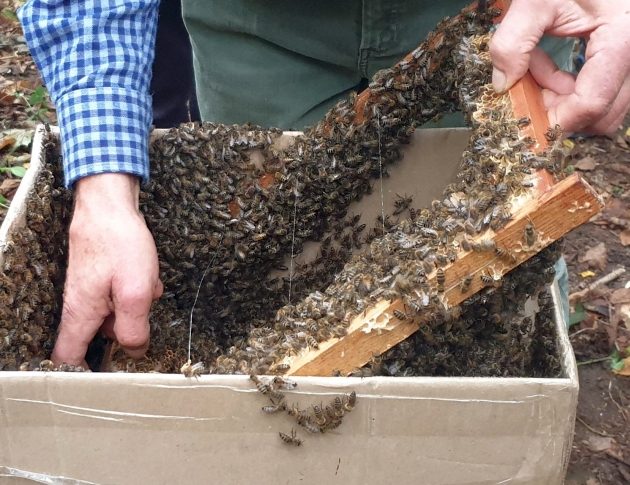 30 tys. pszczół zostało zasiedlonych. Kłód bartna znajduje się w Lesie Zwierzynieckim
