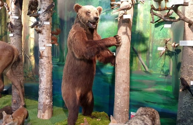 Niedźwiedzica Jola ponownie stanie się atrakcją. Dołączyła do wypchanych zwierząt UCP