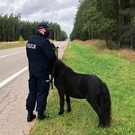 Galopem po drodze wojewódzkiej. Musiała interweniować policja