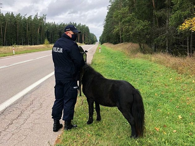 Galopem po drodze wojewódzkiej. Musiała interweniować policja