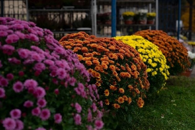 Sprzedawcy kwiatów i zniczy otrzymają pomoc od miasta. Mogą skorzystać z dwóch możliwości