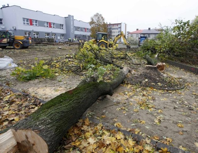 Tną drzewa. Czy to pomoże rozwiązać problem ptasich odchodów?