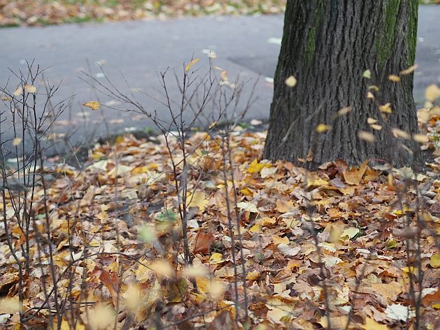 Mgliście i z przewagą chmur. Tak zapowiada się 11 dzień listopada