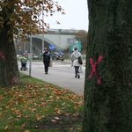 Setki różowych "X" wzdłuż al. Tysiąclecia. Rozpoczęła się wycinka i rozbudowa [ZDJĘCIA]