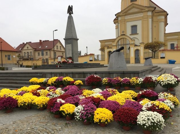 Choroszcz rozdaje chryzantemy. 500 kwiatów do odebrania za darmo