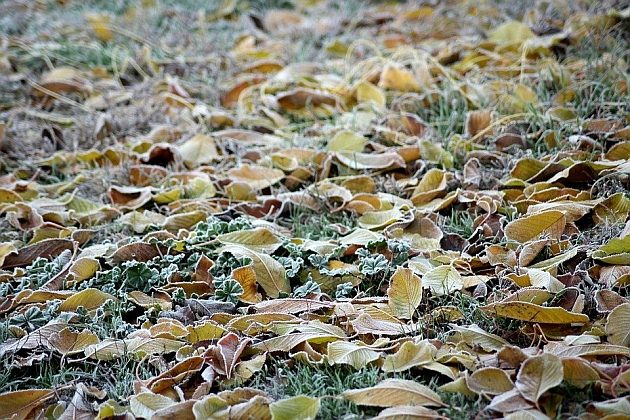 Idą przymrozki. Przydadzą się czapki i szaliki