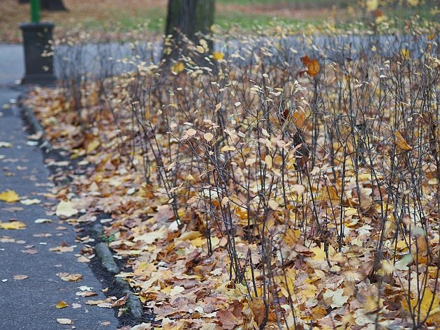 Pogoda na weekend. Niewykluczone są opady deszczu