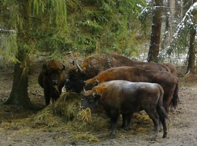 Chodzą do zimowej stołówki. Wiedzą, że mogą liczyć na wsparcie od człowieka