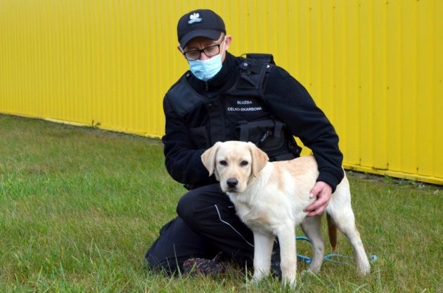 Labrador Fado dołączył do KAS