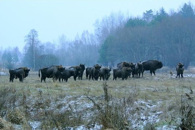 Dokarmianie żubrów. Leśnicy przygotowali się na zimę