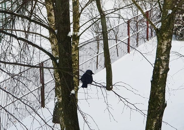 Czas na odwilż. W Białymstoku temperatura nawet do 5°C