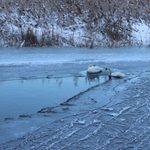 Łabędź utknął na zamarzniętej rzece