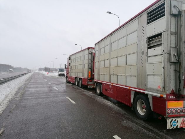 Byki wyprowadzono z ciężarówki. Bo kierowca nie odpoczywał