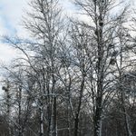 Wycinka w Parku Lubomirskich. Gałęzie i konary mogą zagrażać życiu