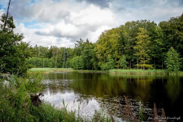 Światowy Dzień Mokradeł 2021. Co zrobiono dla nich w naszym regionie?