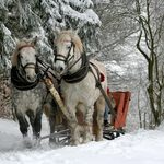 Bezpieczeństwo podczas kuligu. WORD Białystok zaprasza na specjalne szkolenie