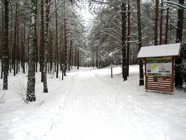 Sport i rekreacja w otoczeniu łosi, saren czy wilków. BPN przyszykował trasy narciarskie