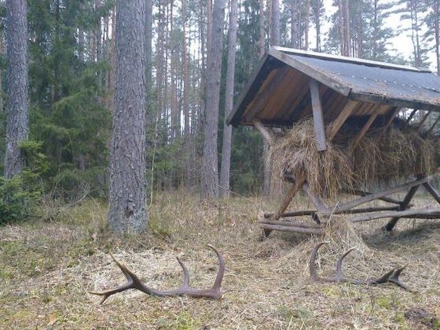 Akcja "Wieniec". Zbieracze poroża będą kontrolowani