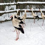 Bociany po przejściach zostaną na Podlasiu. Zoo ich nie przyjęło