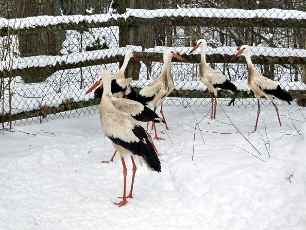 Bociany po przejściach zostaną na Podlasiu. Zoo ich nie przyjęło