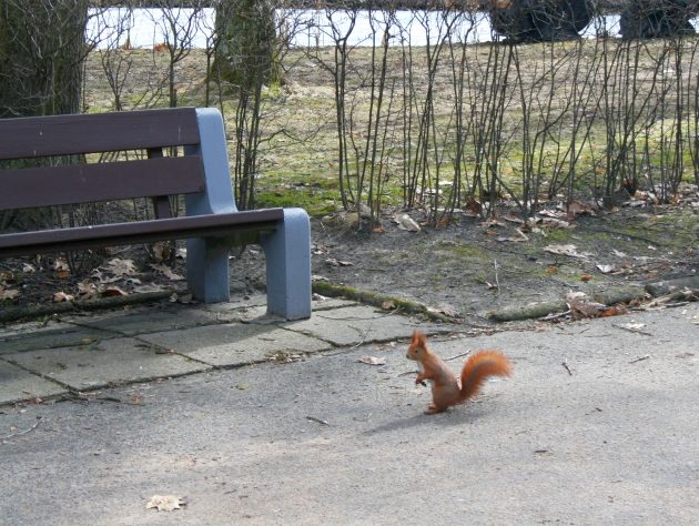 Pogoda na piątek. Będzie śnieg, a w nocy przymrozek