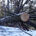 Wycinają drzewa przy "ósemce". Dla bezpieczeństwa