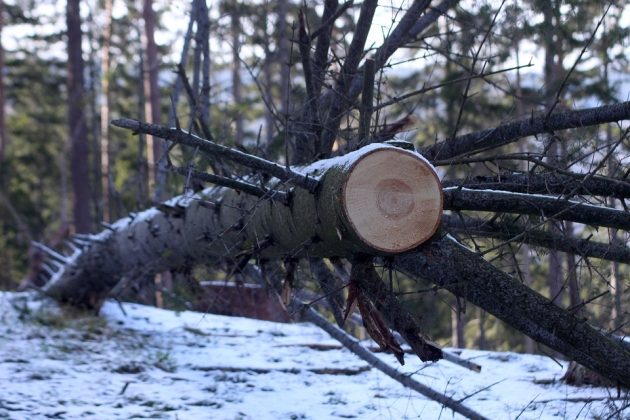 Wycinają drzewa przy "ósemce". Dla bezpieczeństwa