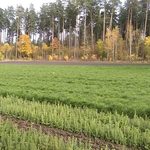 Nie marnuj papieru, dbaj o las. Akcja "Drzewo na zamówienie"