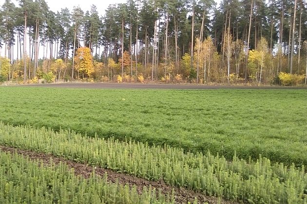 Nie marnuj papieru, dbaj o las. Akcja "Drzewo na zamówienie"