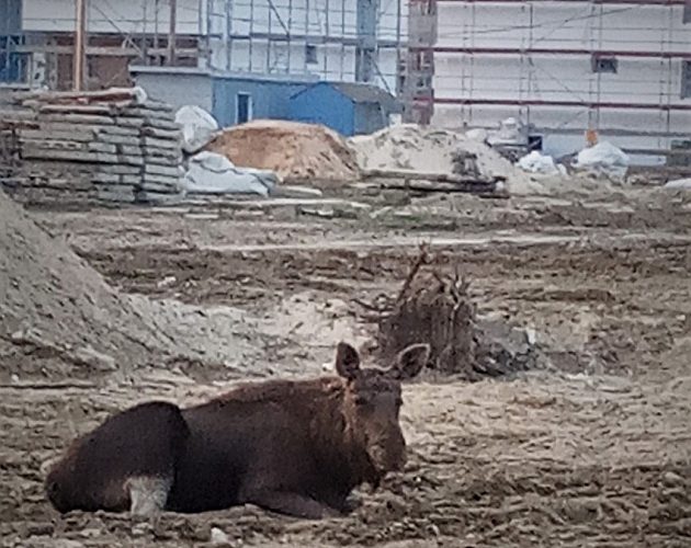 Zrobił to na środku placu budowy