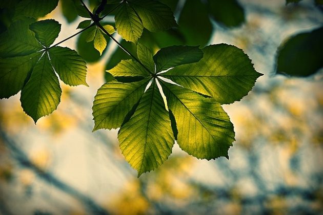 Miejskie pomysły na ekologię. Rozdawane będą budki lęgowe, sadzonki i nawóz