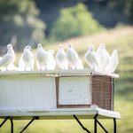 Zakaz organizowania wydarzeń z udziałem ptaków. Z obawy przed wirusem