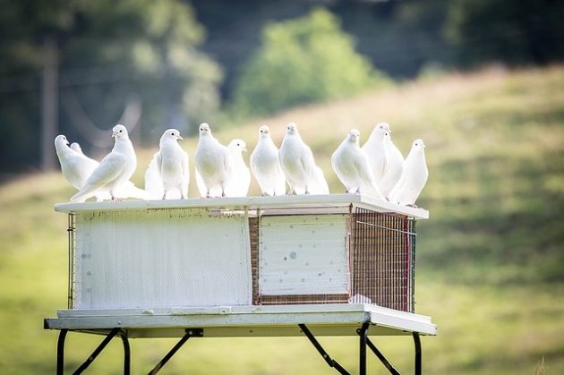 Zakaz organizowania wydarzeń z udziałem ptaków. Z obawy przed wirusem