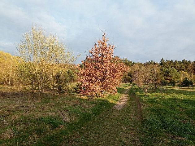 Powoli żegnamy kwiecień. Niewykluczone są opady deszczu