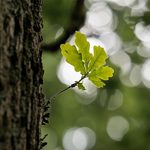  Miasto będzie rozdawać białostoczanom sadzonki dębów