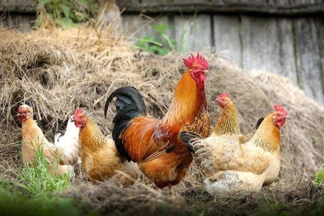 Ptasia grypa. Strefa zakażenia w trzech powiatach