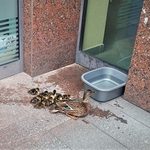 "Idzie kaczek cała paczka". Spacer ruchliwymi ulicami nie był trafnym pomysłem