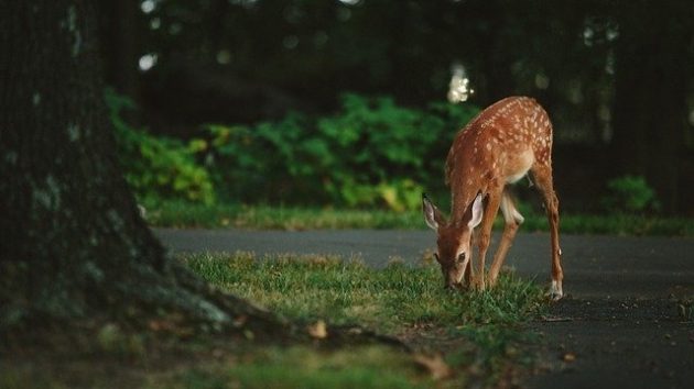 Potrącenia zwierząt w Podlaskiem. Skala zjawiska i postępowanie po zdarzeniu