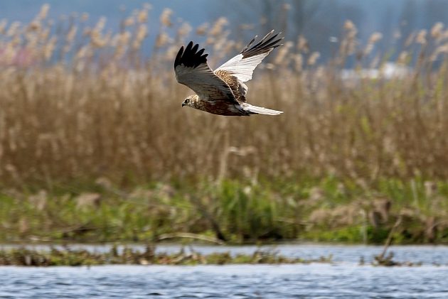 To najmłodsza forma ochrony przyrody w Polsce. Europejski Dzień Sieci Natura 2000 