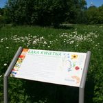 Wpływ łąk kwietnych. UwB szuka chętnych do badania psychologicznego