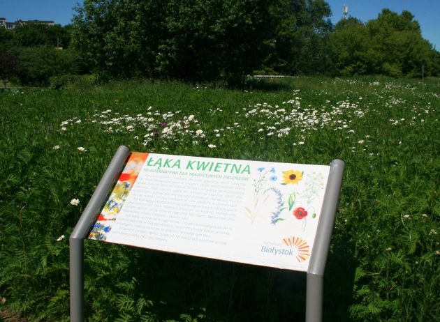 Wpływ łąk kwietnych. UwB szuka chętnych do badania psychologicznego