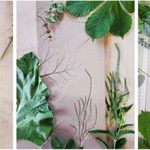 Warsztaty "Botanicum" dla młodzieży