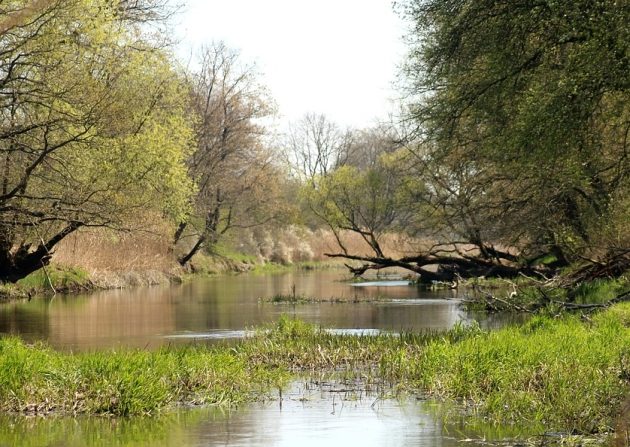 Turysta zaginął w Białowieży. Płetwonurkowie odnaleźli jego ciało w rzece